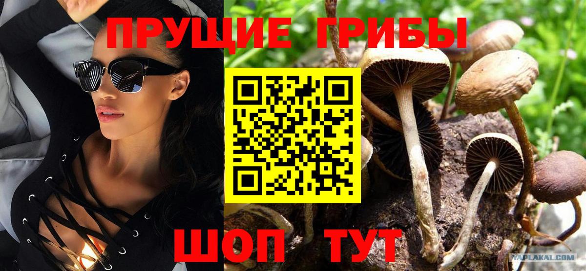 купить закладку  Псилоцибиновые грибы Psilocybe  Вход с VPN  Галлюциногенные грибы GOLDEN TEACHER  Котлас 